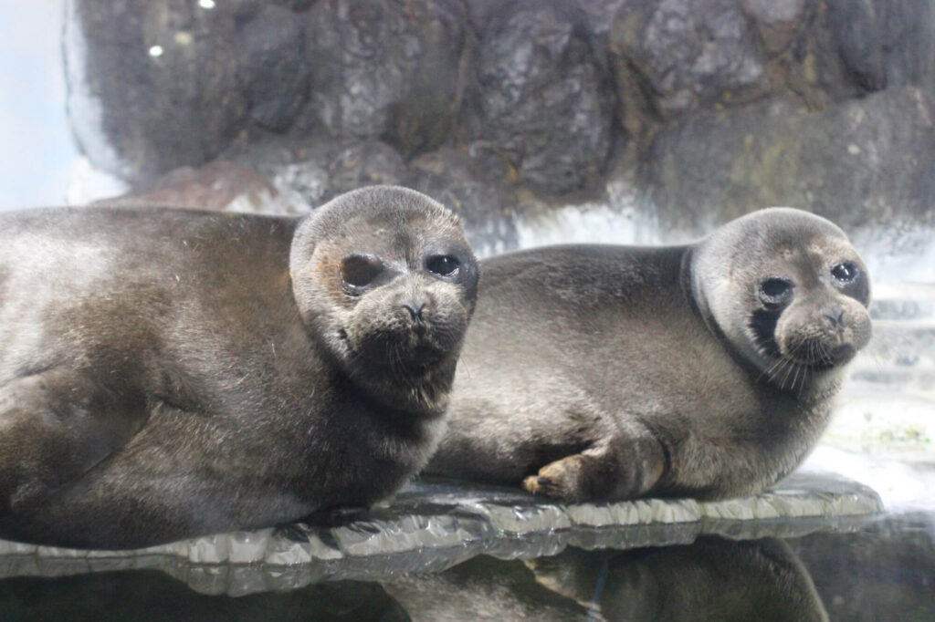 baikal-seal