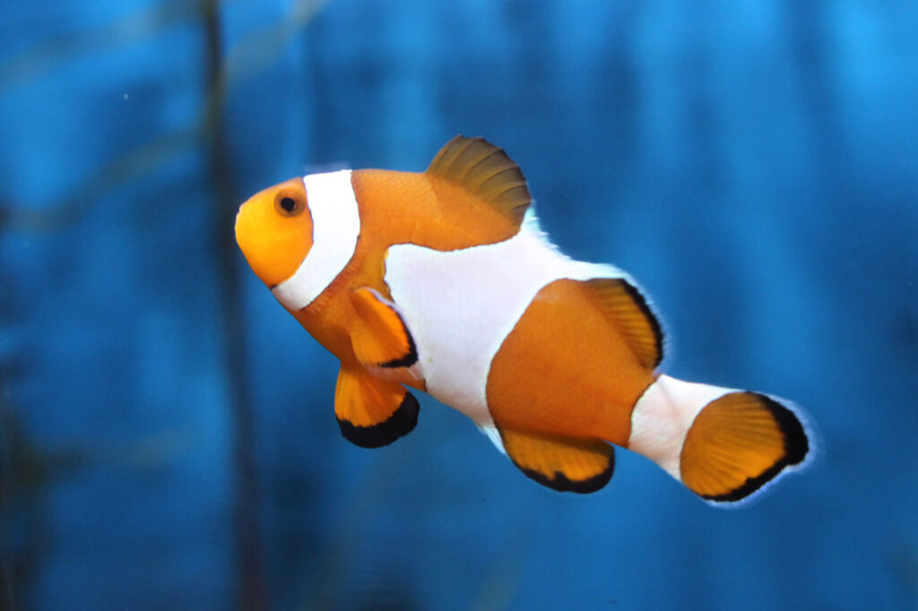 clownfish