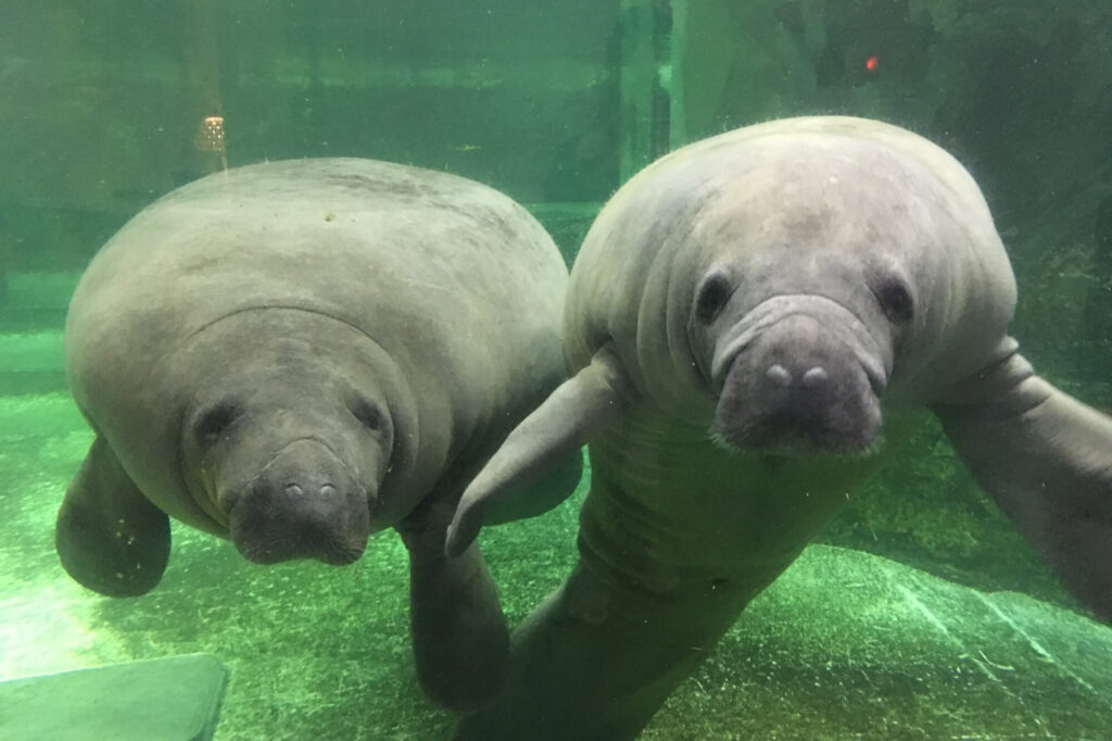 manatee1