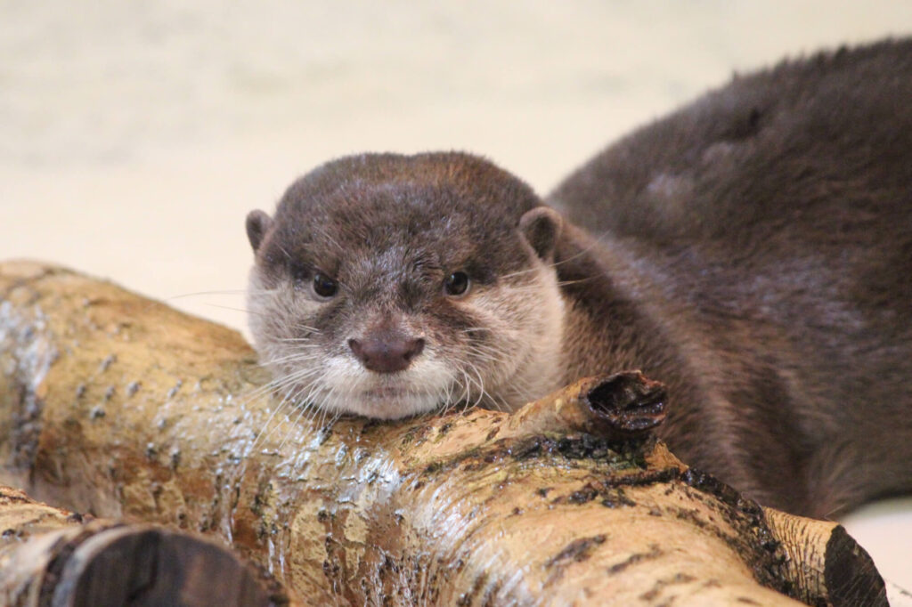 otter