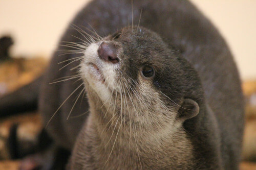 otter2