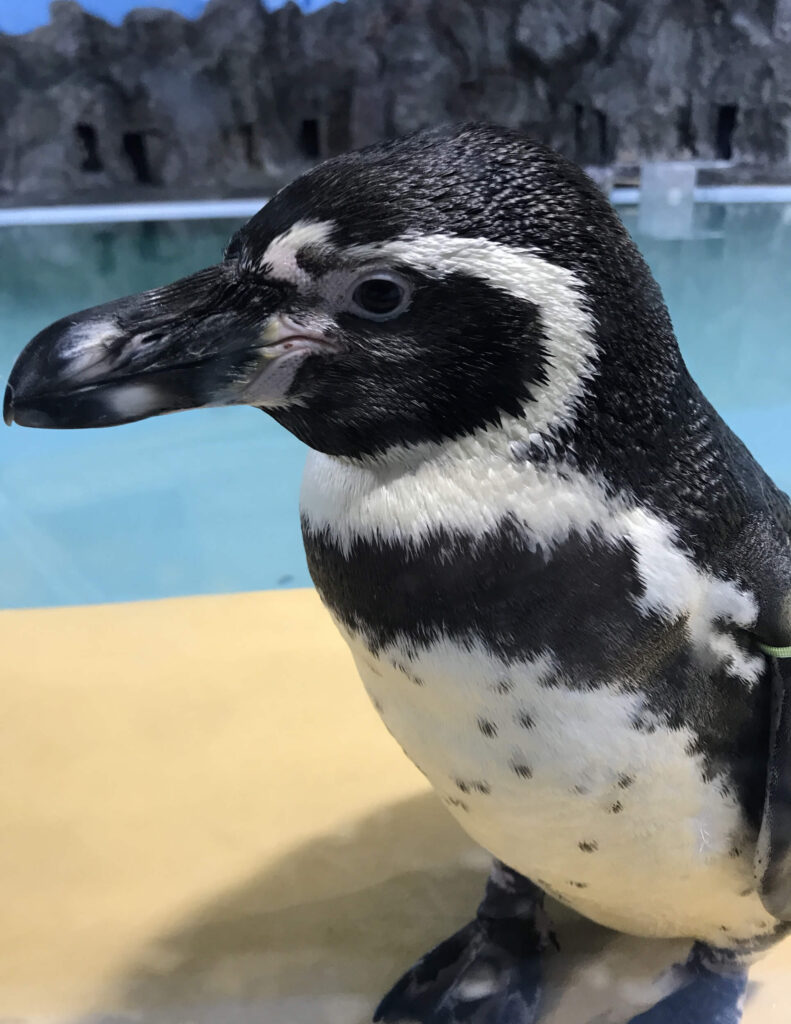 penguin